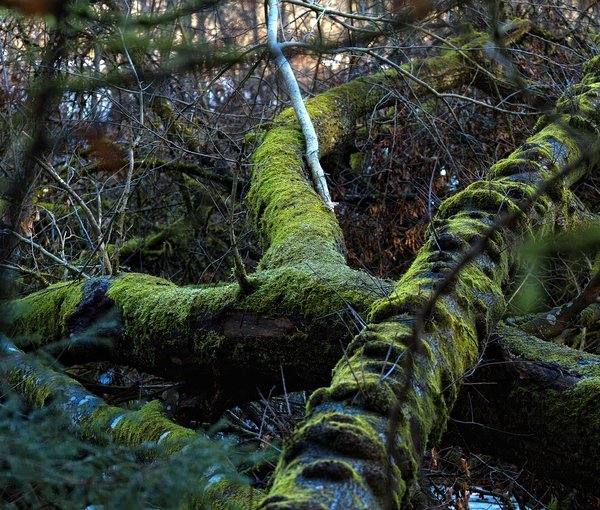 Fjord Copse